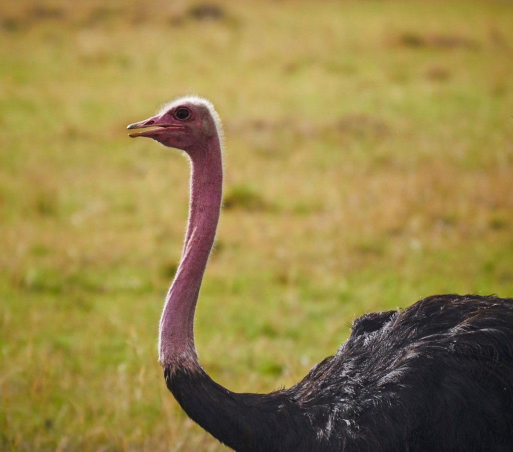 Male ostrich